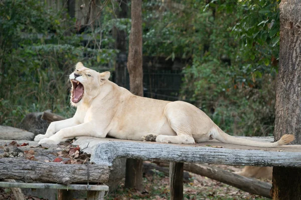 Vrouwelijke Witte Leeuw Geeuwen Dierentuin — Stockfoto