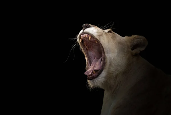 Female White Lion Yawn Dark Background — Stock Photo, Image