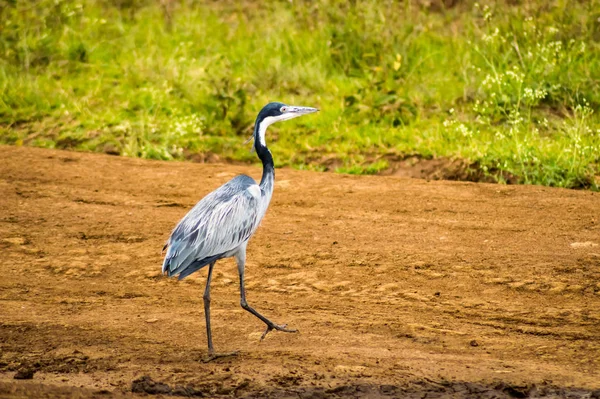 Eschenreiher Der Savanne Des Nairobi Parks Zentralkenia — Stockfoto