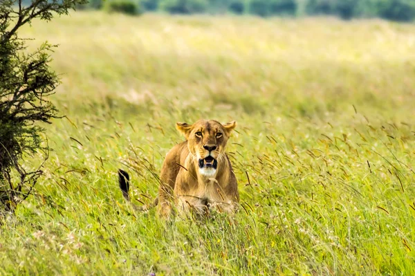 Lejoninna Sitter Savannen Nairobi Park Kenya Afrika — Stockfoto