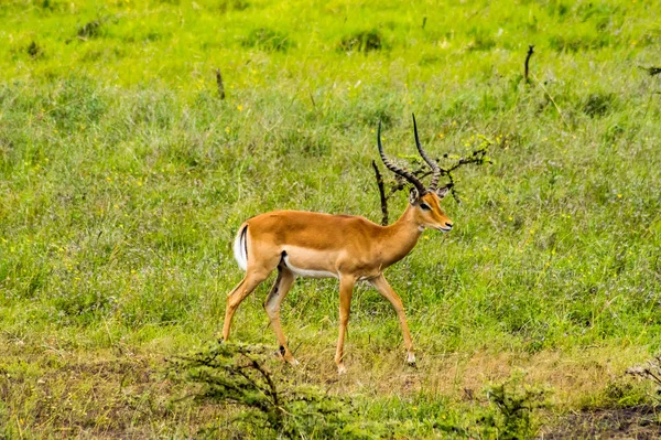 Man Impala Savanne Van Nairobi Park Centraal Kenia — Stockfoto