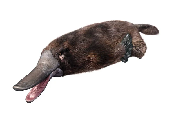 Beyaz Arka Plan Üzerinde Izole Bir Egzotik Hayvan Platypus Render — Stok fotoğraf