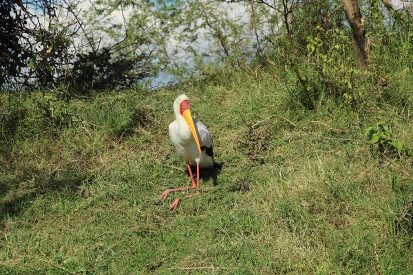 Gelbschnabelstorch Sitzt Gras — Stockfoto