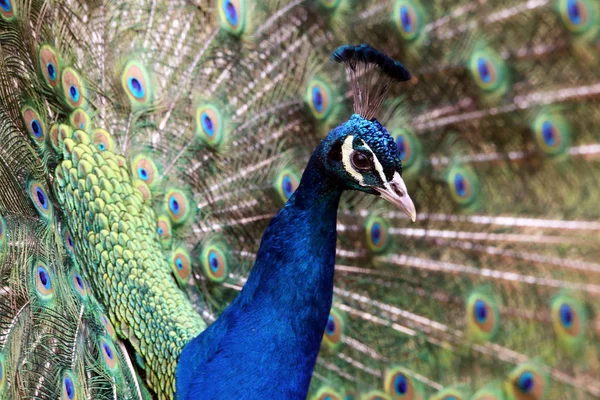 Pavão Azul Pavo Cristatus Com Penas Jóias — Fotografia de Stock