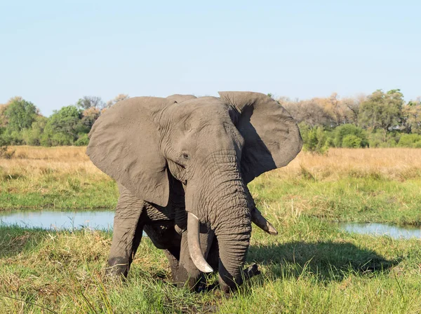 Elefante Cerca Del Pozo Riego Delta Del Okavango Botswana — Foto de Stock