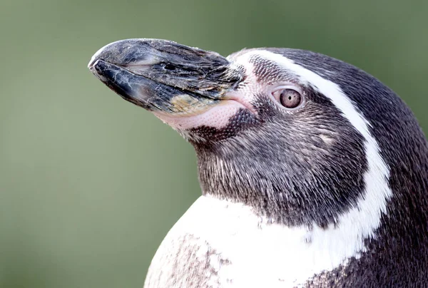 Pinguino Cautiverio Enfoque Selectivo Ojo — Foto de Stock