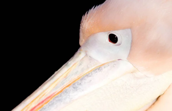 Close Pelicano Rosa Foco Seletivo Olho — Fotografia de Stock