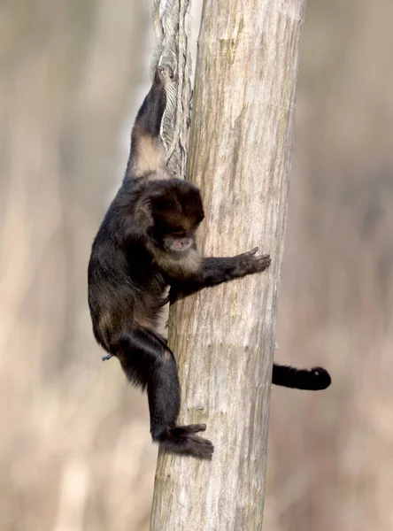 Capuchino Vientre Dorado Escalando Una Cuerda Gruesa Enfoque Selectivo — Foto de Stock