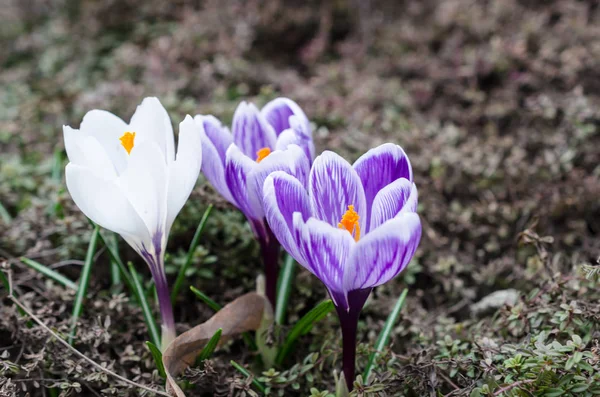 Białe Wiosenne Kwiaty Flora — Zdjęcie stockowe