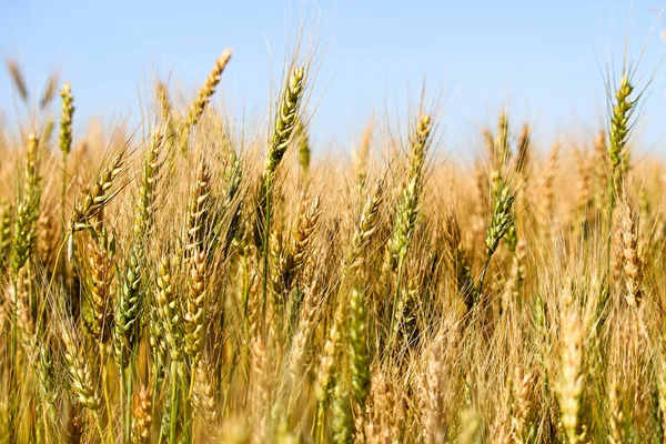大麦の成熟段階でヘッドの側面図 — ストック写真
