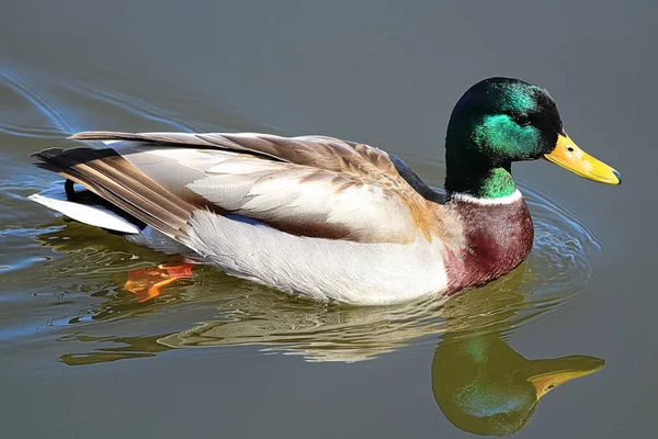 Uma Vista Perto Pato Com Seu Reflexo Água — Fotografia de Stock