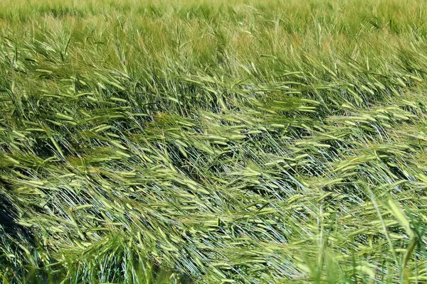 Ein Verfilztes Feld Aus Grünem Korn Nach Einem Sturm — Stockfoto