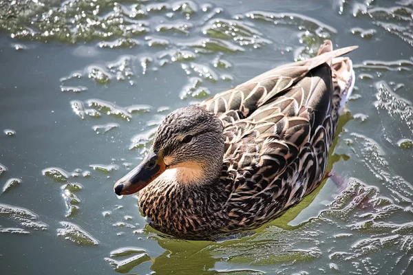 Κάτοψη Του Μια Γυναίκα Mallard Κολυμπώντας Στα Παγωμένα Νερά — Φωτογραφία Αρχείου