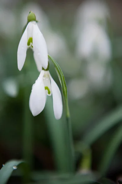 Gotas Neve Primeira Flor Primavera — Fotografia de Stock