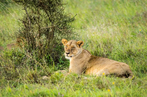Λέαινα Κάθεται Στη Σαβάνα Του Πάρκου Ναϊρόμπι Στην Κένυα Στην — Φωτογραφία Αρχείου