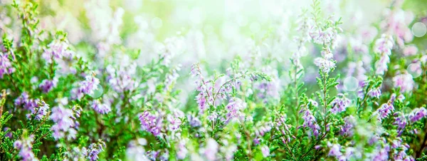 Erica Flower Field Meadow Spring Summer Season Sunny Light Relaxing — Stock Photo, Image