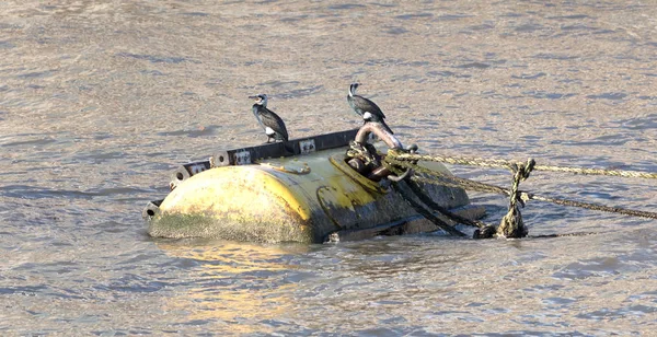 Cormorants Large Buoy River Thames London — Stock Photo, Image