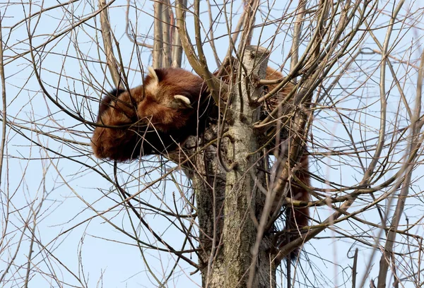 Rode Panda Ailurus Fulgens — Stockfoto