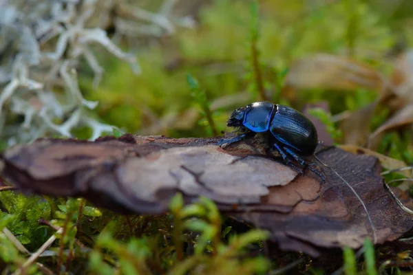 森の中の地球退屈な糞カブトムシ — ストック写真