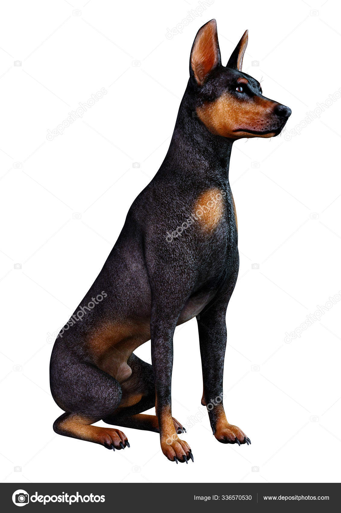Brindle min pin sales