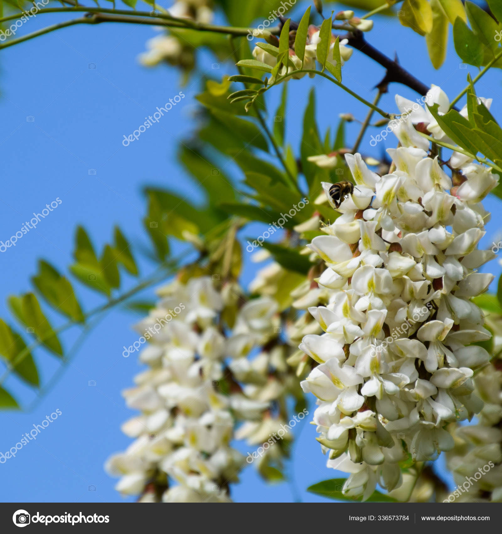 Floración Uvas Blancas Acacia Flores Blancas Acacia Espinosa Polinizadas  Por: fotografía de stock © PantherMediaSeller #336573784 | Depositphotos