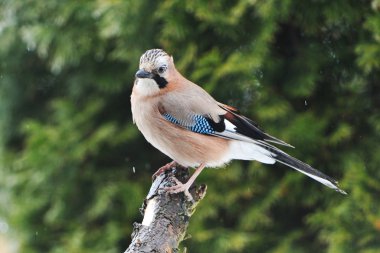Eurasian jay looking for food in winter clipart