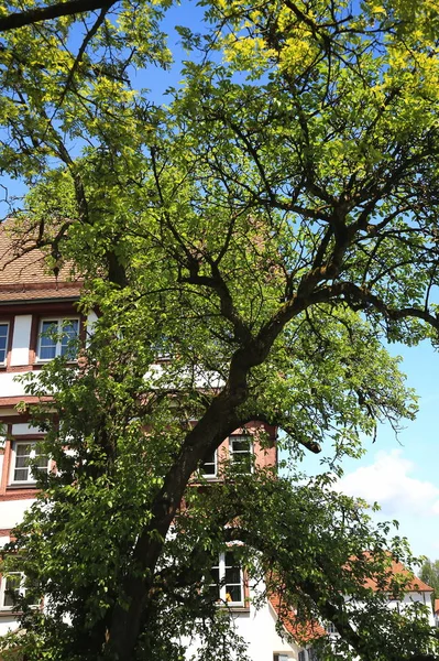 Riedlingen Ist Eine Stadt Mit Vielen Historischen Sehenswürdigkeiten — Stockfoto