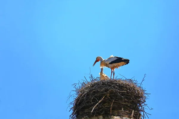 Stork Nest Riedlingen Riedlingen Uma Cidade Alemanha Com Muitas Atrações — Fotografia de Stock