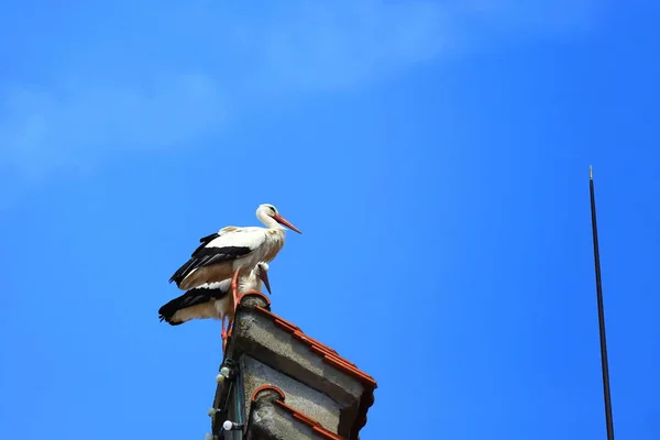 Stork Nest Riedlingen Riedlingen Uma Cidade Alemanha Com Muitas Atrações — Fotografia de Stock