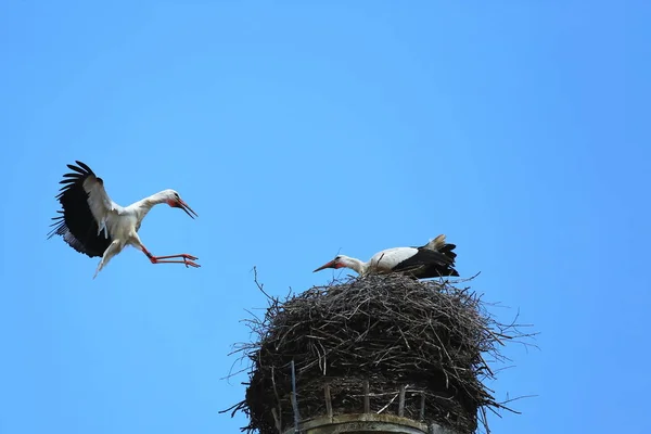 Stork Nest Riedlingen Riedlingen City Germany Many Historical Attractions — стоковое фото