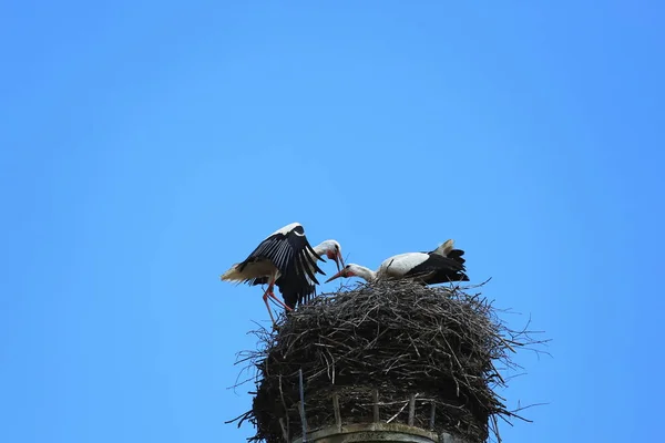 Stork Nest Riedlingen Riedlingen Een Stad Duitsland Met Vele Historische — Stockfoto