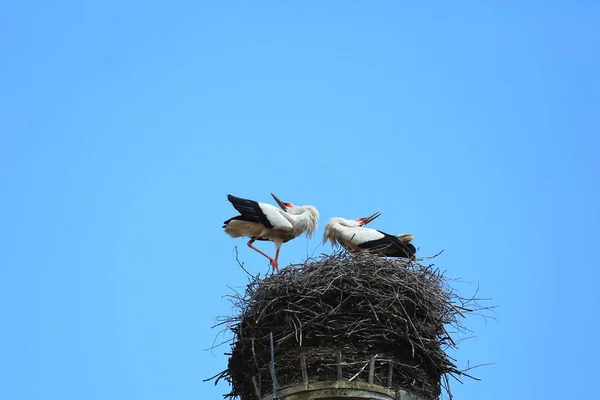 Stork Nest Riedlingen Місто Німеччині Багатьма Історичними Пам Ятками — стокове фото