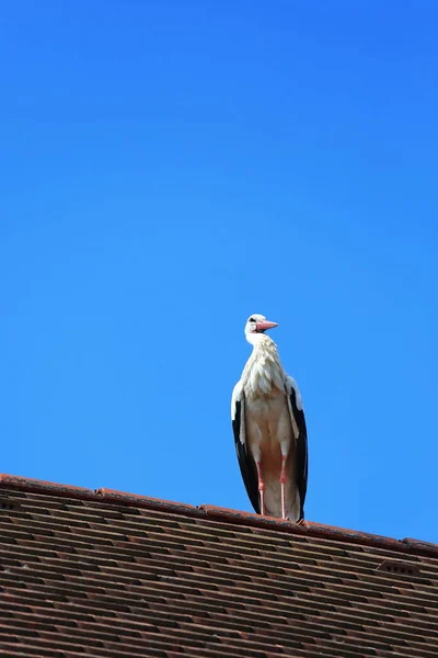 Stork Nest Riedlingen Riedlingen Een Stad Duitsland Met Vele Historische — Stockfoto