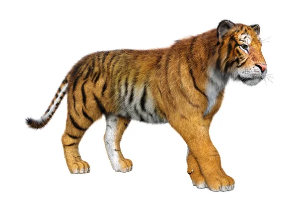 Rendering Una Grande Tigre Gatto Isolata Sfondo Bianco — Foto Stock