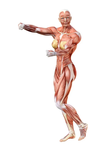 白い背景に筋肉の地図で隔離された女性像の3Dレンダリング — ストック写真