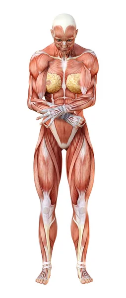 Renderização Uma Figura Feminina Com Mapas Musculares Isolados Fundo Branco — Fotografia de Stock