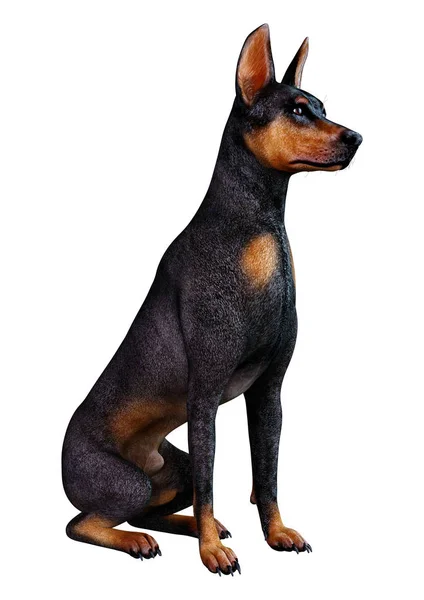 Darstellung Eines Schwarzen Dobermannpinschers Auf Weißem Hintergrund — Stockfoto