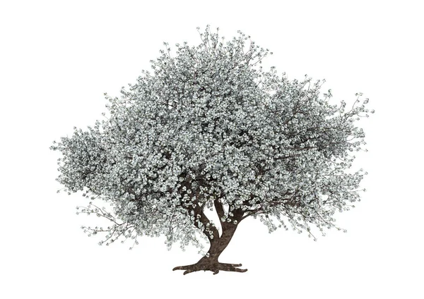 Rendering Albero Sakura Fiore Isolato Sfondo Bianco — Foto Stock