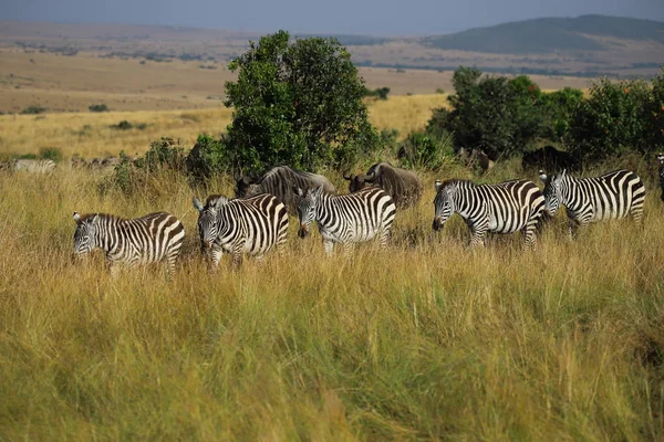 Schwarze Und Weiße Zebras Tiere — Stockfoto