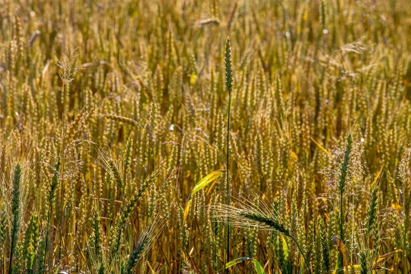 Hintergrund Ist Die Nahaufnahme Eines Getreidefeldes Lettland Ein Naturprodukt Anbauen — Stockfoto