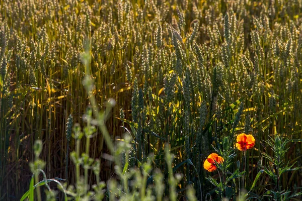 Souvislosti Vytvořené Uzavřením Obilného Pole Lotyšsku Poppy Cereáliích Pěstování Přírodního — Stock fotografie