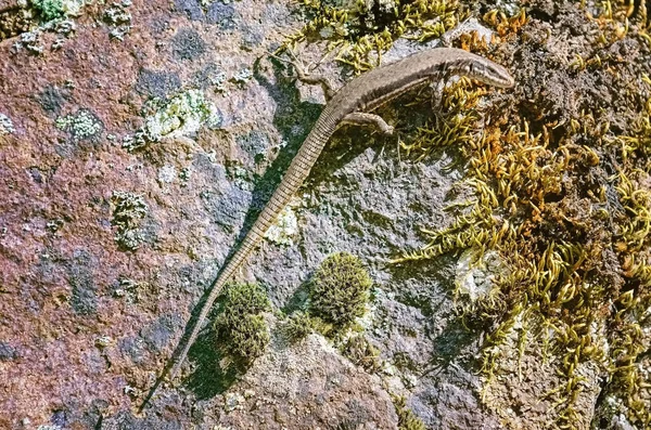 生息地のトカゲや野生生物の概念を — ストック写真