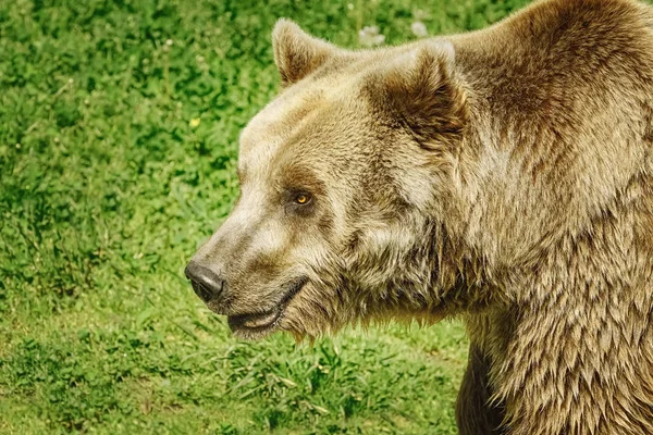 Porträt Des Braunbären Vor Dem Hintergrund Von Grünem Gras — Stockfoto