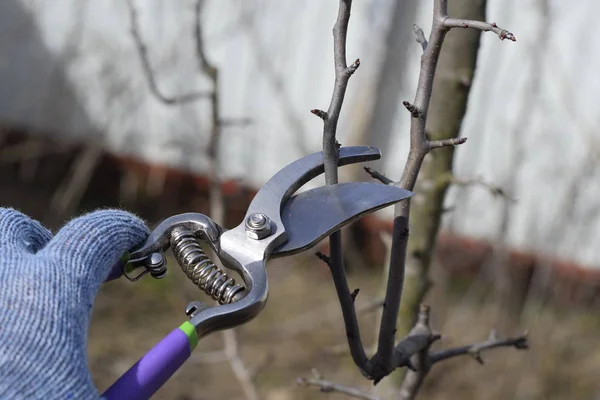 Birnenzweigschneider Schneiden Sie Den Baum Mit Einem Fräser Frühjahrsschnitt Von — Stockfoto