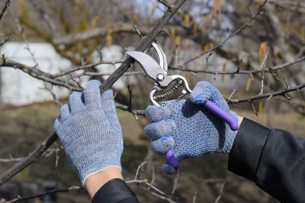 Podar Las Tijeras Podar Ciruela Recortar Árbol Con Cortador Poda — Foto de Stock