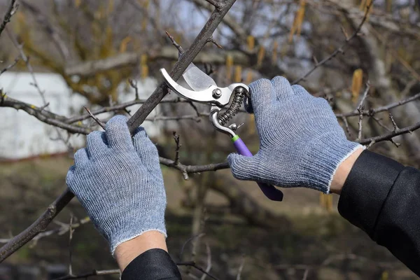 Podar Las Tijeras Podar Ciruela Recortar Árbol Con Cortador Poda — Foto de Stock