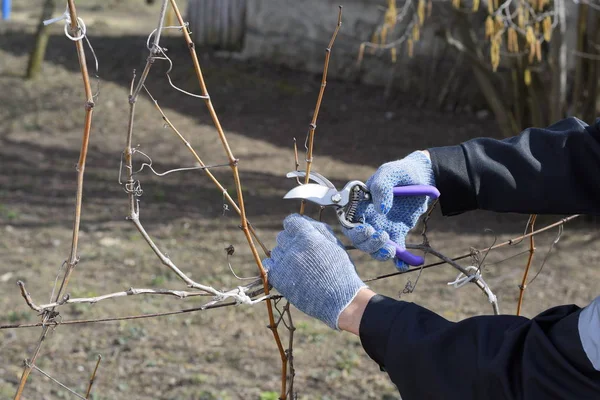 Poda Podadoras Vid Recortar Árbol Con Cortador Poda Primavera Árboles — Foto de Stock