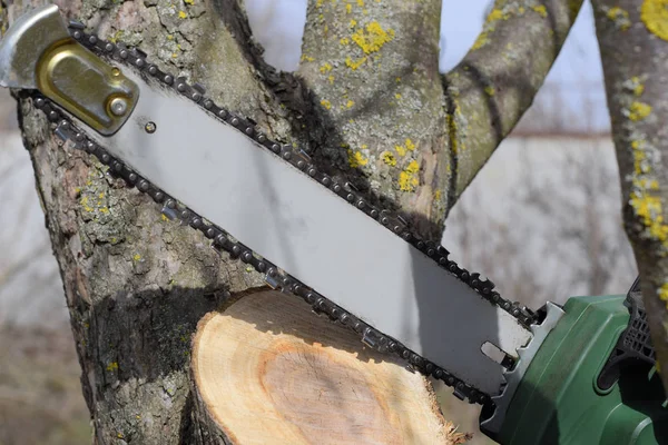 Sciage Électrique Scié Arbre Souche Des Branches Coupées Scie — Photo