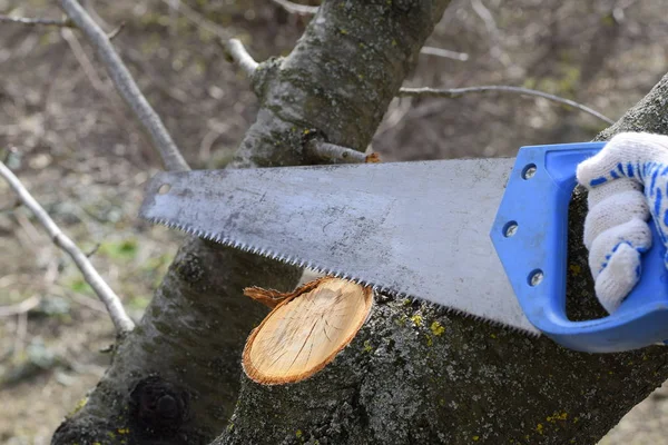 Cortar Una Rama Árbol Con Una Sierra Jardín Manual Una — Foto de Stock