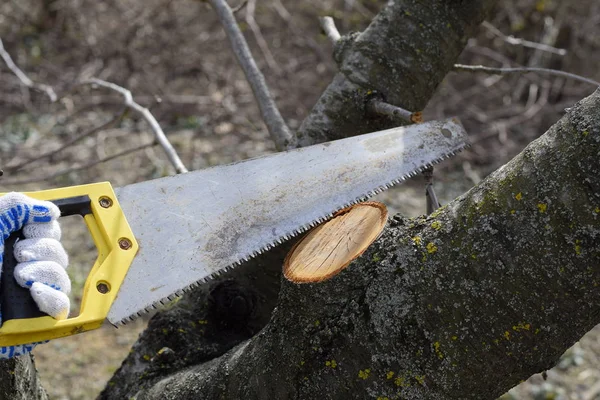 Cortar Una Rama Árbol Con Una Sierra Jardín Manual Una — Foto de Stock